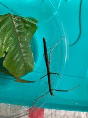 Exocnophila