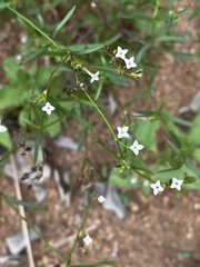 Cordylostigma virgatum