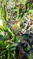 Hyperolius horstockii