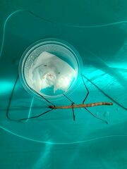 Exocnophila
