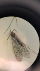 Trichocera