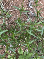 Cordylostigma virgatum