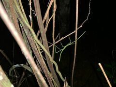 Cladoxerus
