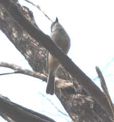 Pachycephala fuliginosa