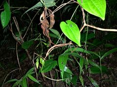 Exocnophila