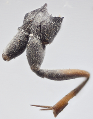Auplopus