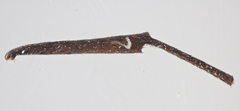 Auplopus