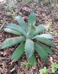 Agave seemanniana