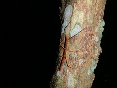 Exocnophila