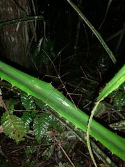 Exocnophila
