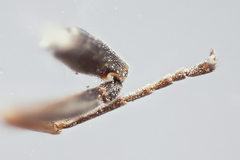 Auplopus