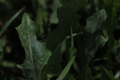 Golovinomyces cichoracearum