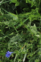 Golovinomyces cichoracearum