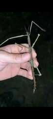 Cladoxerus