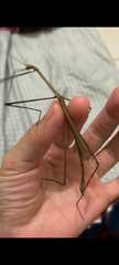 Cladoxerus