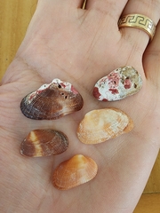 Barbatia domingensis