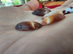 Barbatia domingensis
