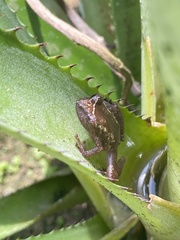 Pristimantis zimmermanae