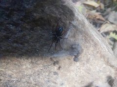 Trachyzelotes pedestris