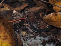 Salamandrina perspicillata