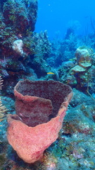 Petrosia pellasarca