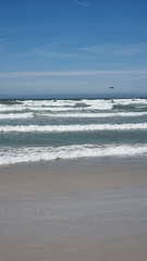 Phalacrocorax carbo lucidus