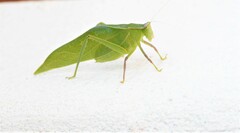 Frontinus