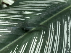 Anaulacomerina