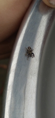 Metaphidippus manni