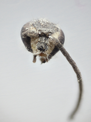 Auplopus