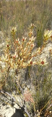 Leucadendron glaberrimum glaberrimum