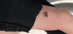 Metaphidippus manni