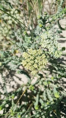 Dasispermum suffruticosum