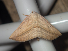 Parasada carnosa