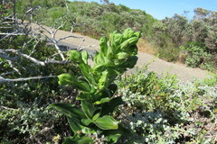 Bonatea speciosa