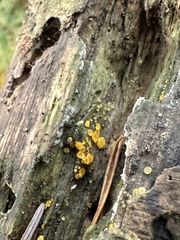 Calycina citrina