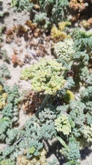 Dasispermum