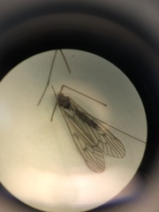 Trichocera