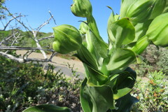 Bonatea speciosa