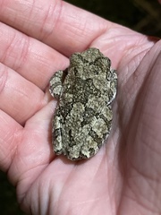 Hyla chrysoscelis