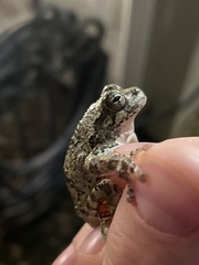 Hyla chrysoscelis