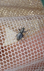 Andrion regensteinense