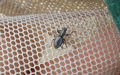 Andrion regensteinense