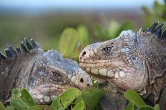 Iguana delicatissima