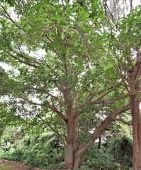 Ficus lutea
