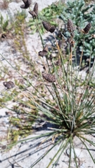 Hellmuthia membranacea