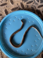 Tropidoclonion lineatum