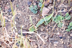 Cyanella hyacinthoides