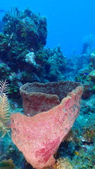 Petrosia pellasarca