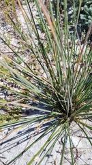 Hellmuthia membranacea